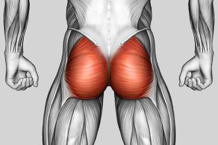 Exercise Category Muscles